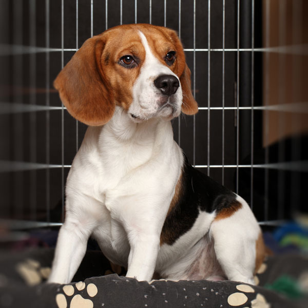 Larger kennel runs