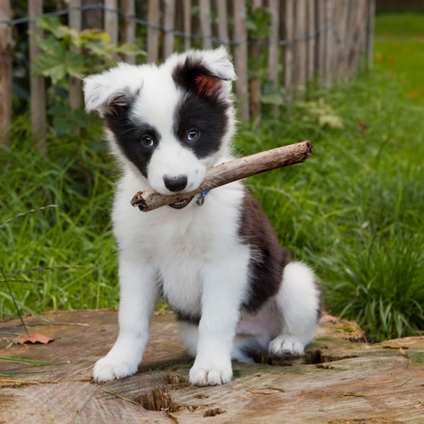 Wharf Cottage Kennels has years of experience
