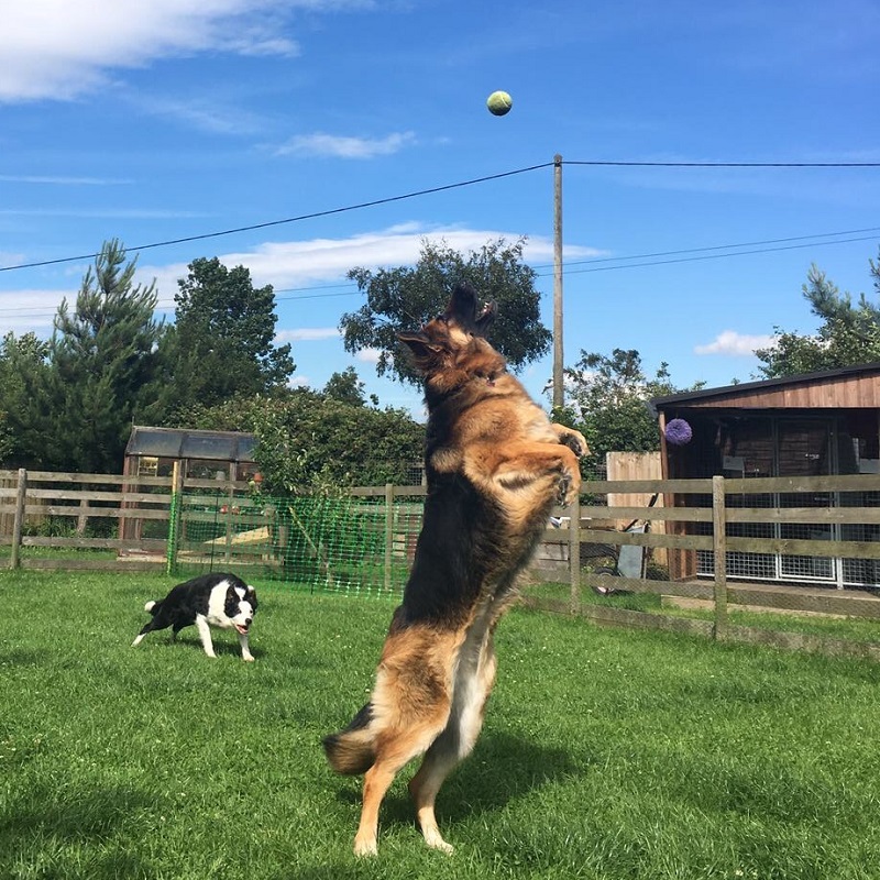 Your family is our family at Wharf Cottage Kennels